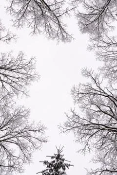 Tree crowns in winter leafless in misty forest Stock Photos