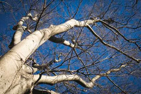 Tree crowns in winter, view from the ground Stock Photos
