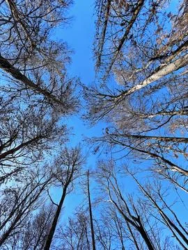 Tree crowns without leaves Stock Photos