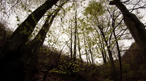 Tree Crowns With Young Leaves Under Heavy Clouds View From the Bottom up Stock Footage 63962186