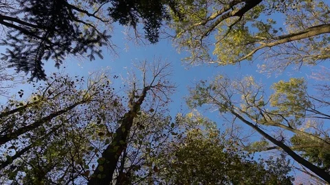 Tree crows against clear blue sky 스톡 동영상 97199579