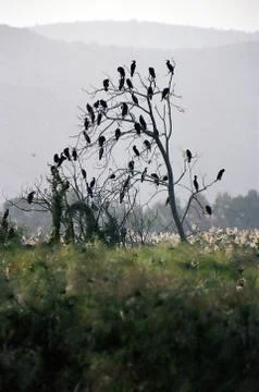 Tree of crows Stock Photos