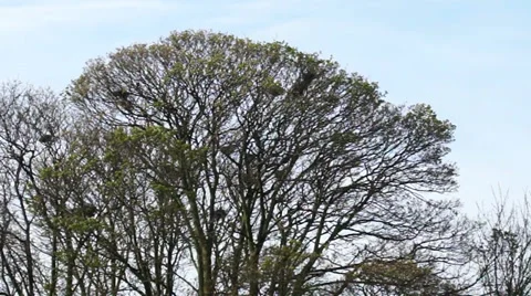 TREE CROWSNESTS Stock Footage 37312854