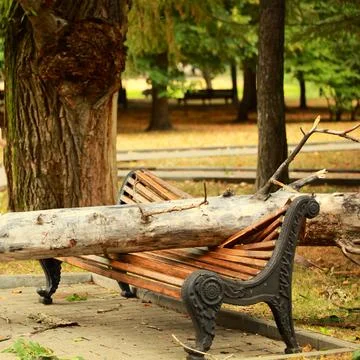 A tree crushed a bench in the park Stock Photos