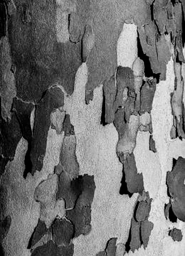 Tree crust is falling apart Stock Photos