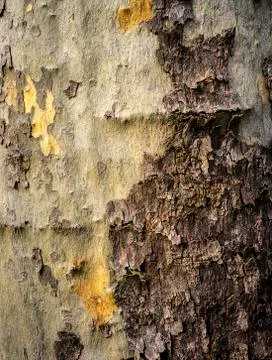 Tree crust is falling off Stock Photos