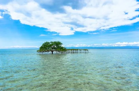 Tree in crystal clear waters Stock Photos