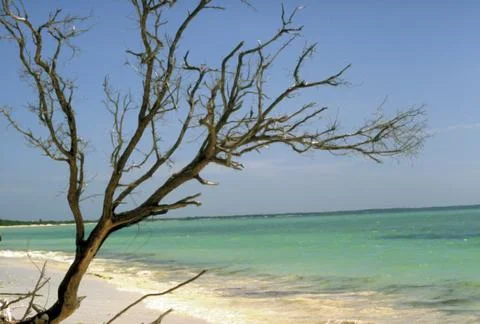 Tree on cuba beach Stock Photos