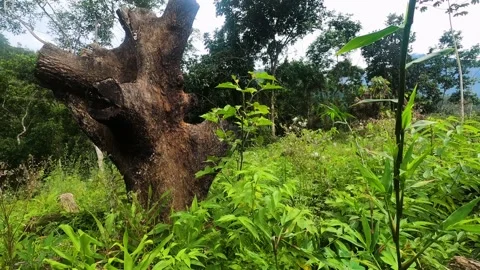 Tree cut and burned. tree trunk burned due to deforestation. Concept of defor Stock Footage 166970002