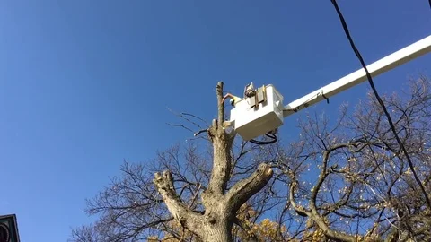 Tree Cut and Wood Falling in Slow Motion Video stock 81374266