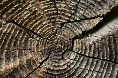 Tree cut. annual ring. texture Stock Photos