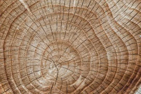 Tree cut. annual ring. texture Stock Photos