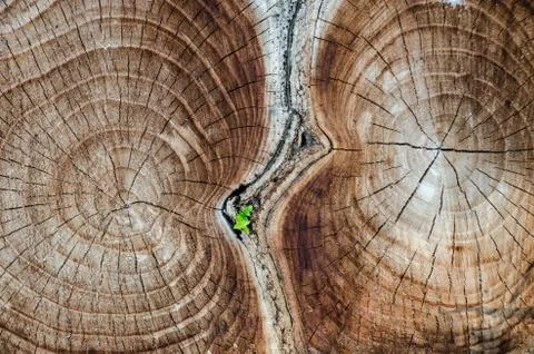 Tree cut. annual ring. texture Stock Photos