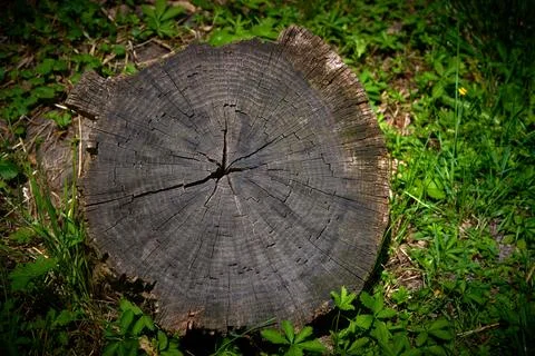 Tree cut as background for artists Foto stock