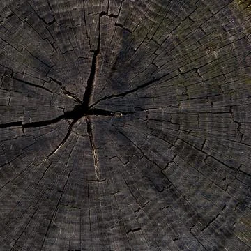 Tree cut as background for artists Stock Photos