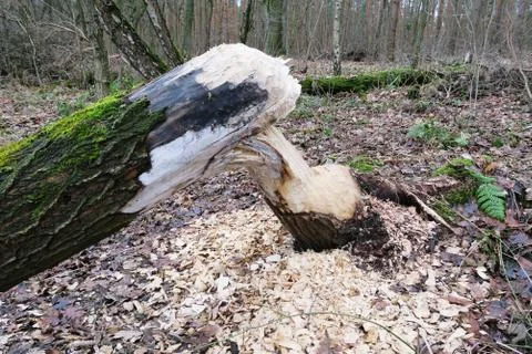 Tree cut by beaver. Stock Photos