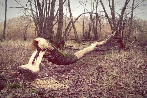 Tree cut by beaver. Stock Photos