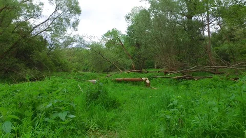 Tree cut by a beaver in a riverside forest near the danube river in austria Stock Footage 129589262