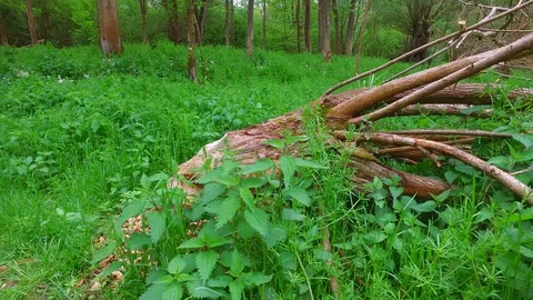 Tree cut by a beaver in a riverside forest near the danube river in austria Stock Footage 129589307