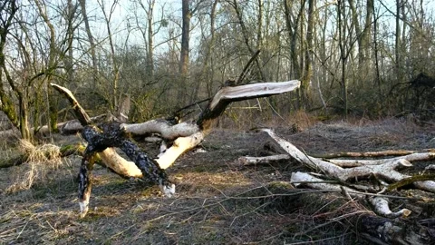 Tree cut by a beaver in a riverside forest nearby the danube river Stock Footage 149643594