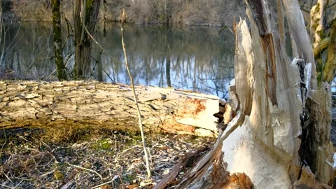 Tree cut by a beaver in a riverside forest nearby the danube river Stock Footage 149643668