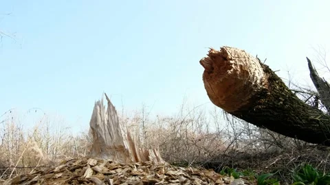 Tree cut by a beaver in a riverside forest near the danube river Stock Footage 151304337