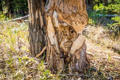 Tree cut by beavers Stock Photos