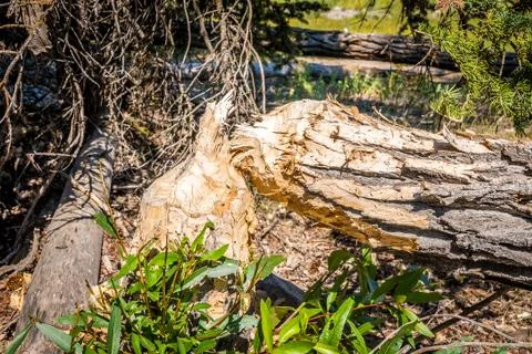 Tree cut by beavers Stock Photos