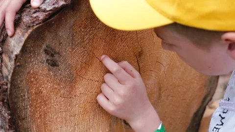 Tree is cut. Boy count the dark rings to know the tree's age. Stock-Footage 139051215