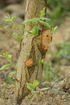A tree with cut branches in the garden Stock-Fotos