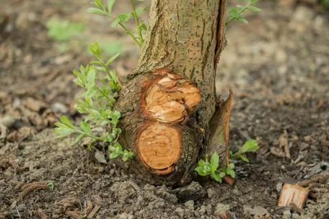 A tree with cut branches in the garden Stock Photos