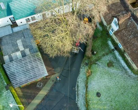 Tree cut up with a chainsaw after the tree has been felled Stock Photos