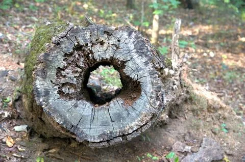 Tree cut circle Stock Photos