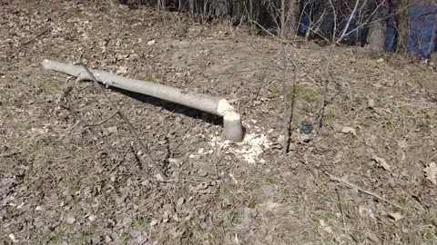 Tree cut down by a beaver 4K Stock Footage 153430981