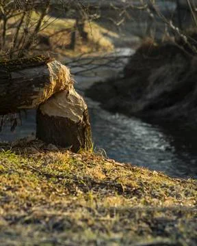 Tree cut down by a beaver Stock Photos