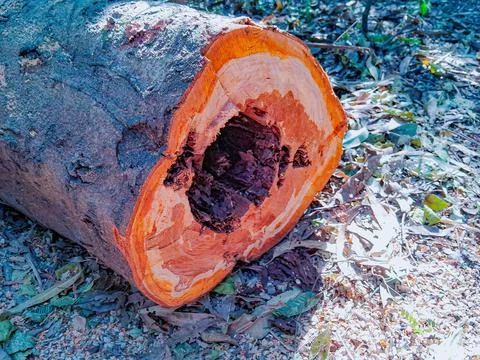 Tree cut down because its trunk was rotten. Фото