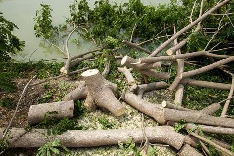 Tree cut down in the forest, deforestation or global warming concept, Stockfoto's