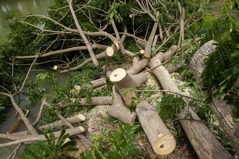 Tree cut down in the forest, deforestation or global warming concept, Photos