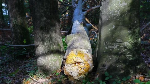 A tree cut down in the forest Stock Footage 148666035