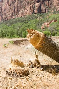 Tree cut down by North American beaver, Zion National Park, USA Stock Photos