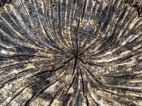 A tree cut down in a wood Stock Photos