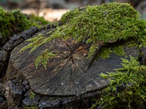 A tree cut down in a wood Stock Photos