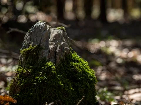 A tree cut down in a wood Stock Photos