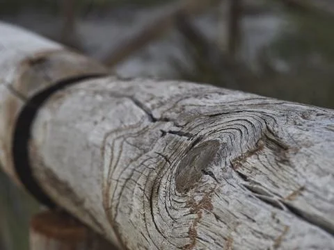 A tree cut down in a wood Stock Photos