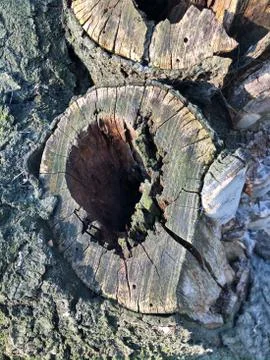 Tree cut empty inside Cracked bark of a plant. Harmonious embossed wood texture Stock Photos