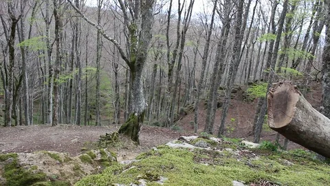 Tree cut into the forest Stock Footage 75213682