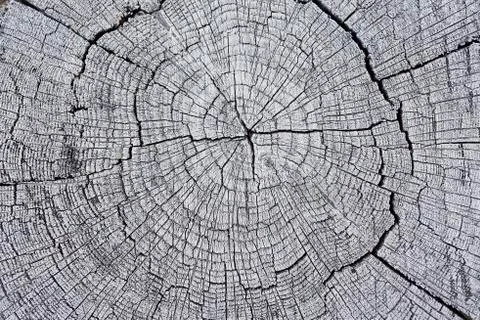 The tree is cut to form a beautiful background Stock Photos