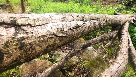 Tree cut in the ground. tree trunk felled due to deforestation. Concept of de Stock Footage 166969525