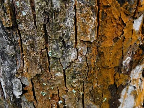 The tree cut in half for amazing background for pc Stock Photos