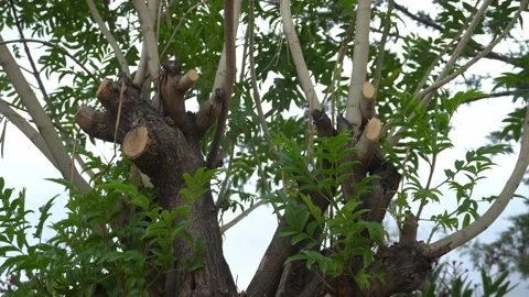 A tree cut in half with new young branches growing Stock Footage 164566355